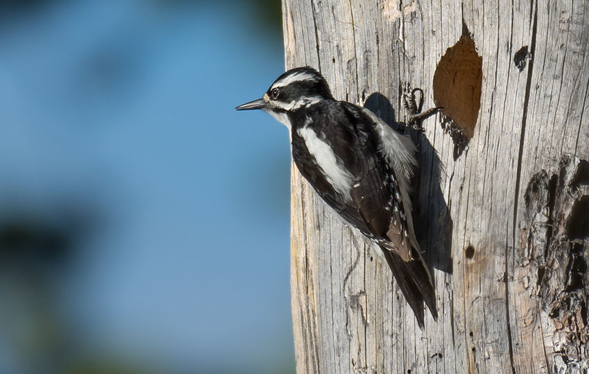 Hairy Woodpecker takes a break from pecking on an old, dead tree