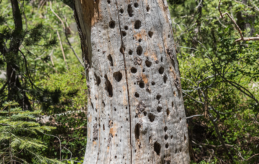 Holes in a dead tree made by woodpeckers