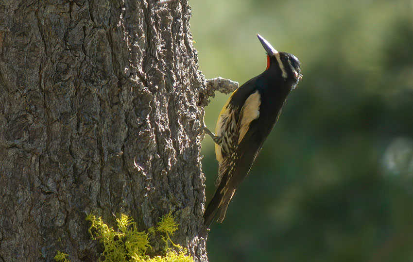 Woodpecker clinging to the side of a tree