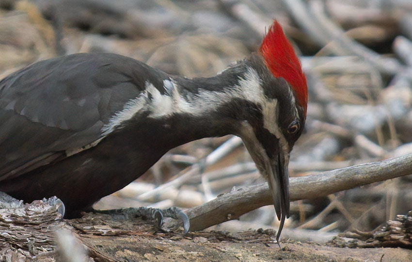 Pileated Woodpecker (Dryocopus pileatus) probes a log looking for insects