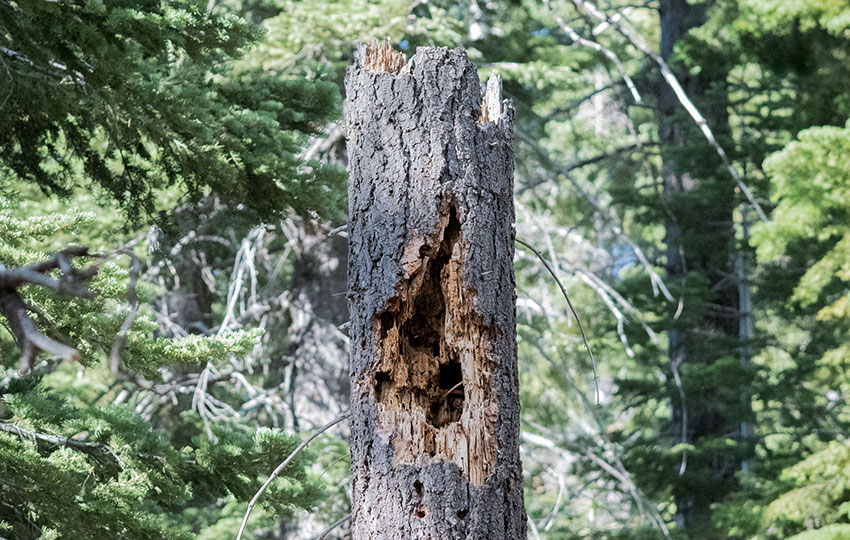 Large tree cavity left behind by a Pileated Woodpecker (Dryocopus pileatus)