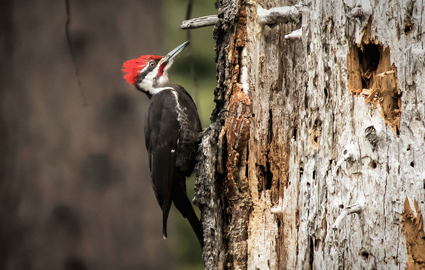 Pileated Woodpecker perched on the side of a tree looking for insects