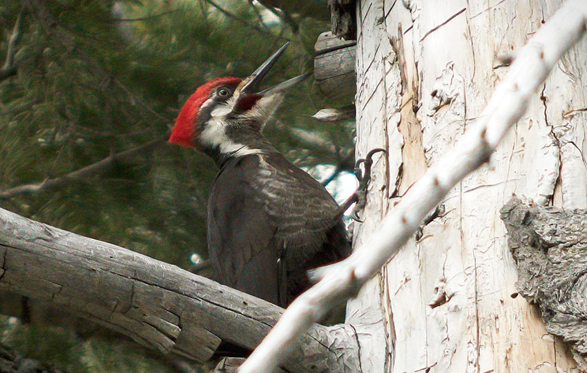 Pileated Woodpecker belting out a maniacal laugh