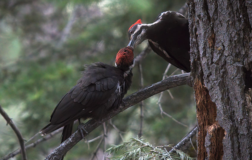Mother woodpecker feeding her daughter