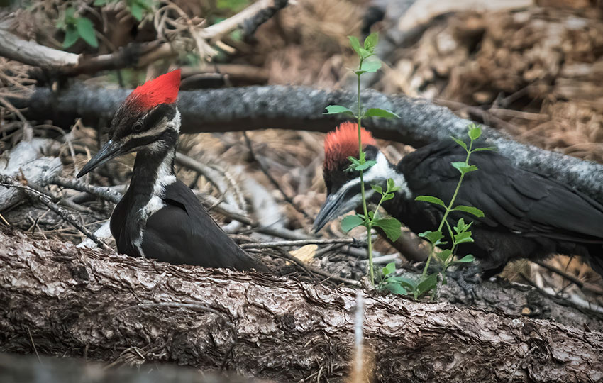 Pileated Woodpeckers looking for bugs on fallen trees