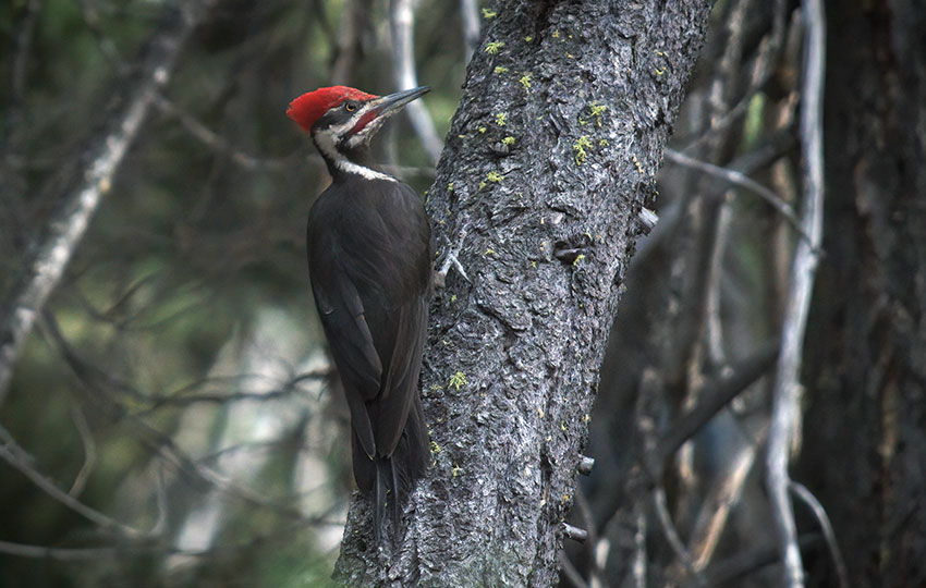 Pileated Woodpecker perched on the side of a small tree