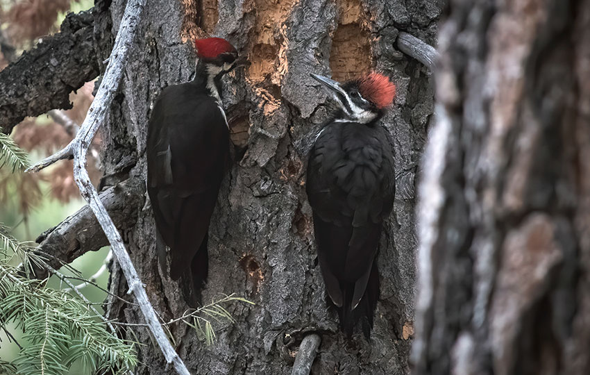 Pileated Woodpeckers drilling out excavation holes
