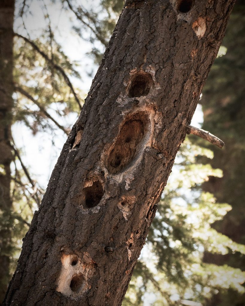 Pileated Woopecker holes in a White Fir Tree