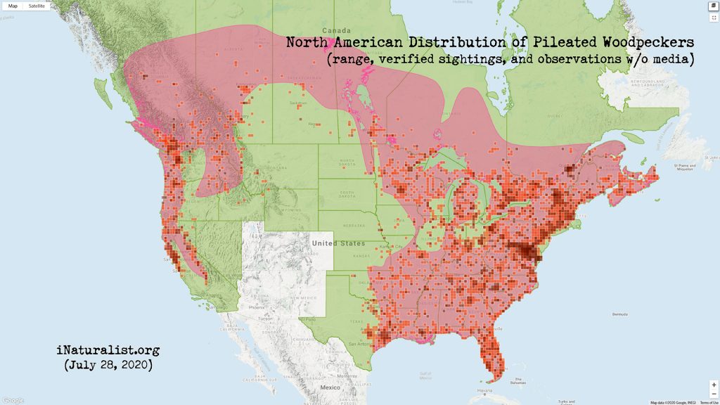 Distribution map of Pileated Woodpeckers in North America (iNaturalist.org)