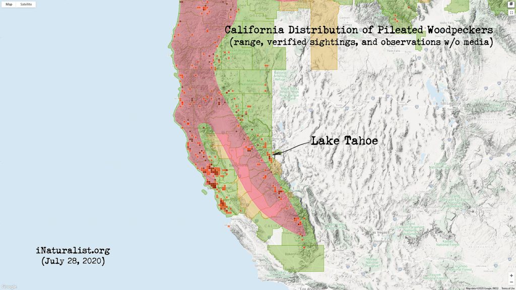 Distribution map of Pileated Woodpeckers in California (iNaturalist.org)