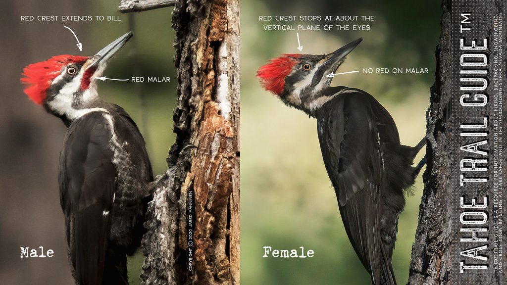 Photographic diagram showing the difference between a male and female Pileated Woodpecker