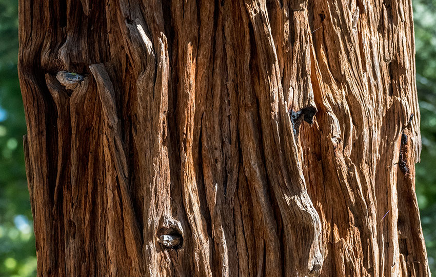 California Incense-Cedar (Calocedrus decurrens) Bark