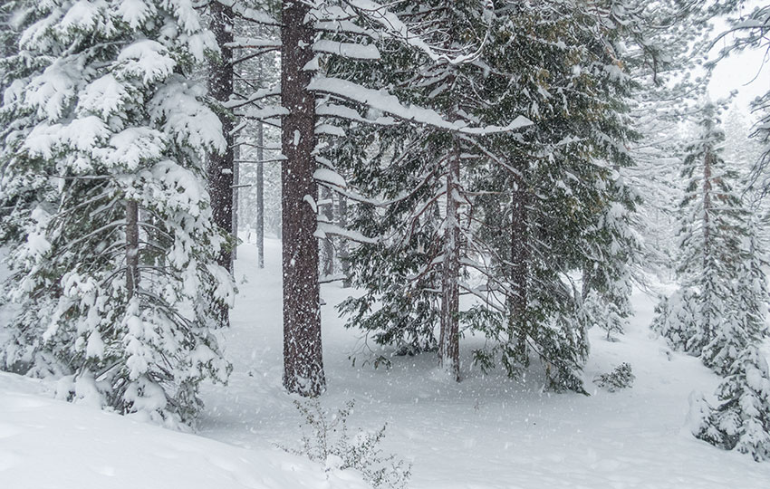 Snow-flocked pine trees in the forest