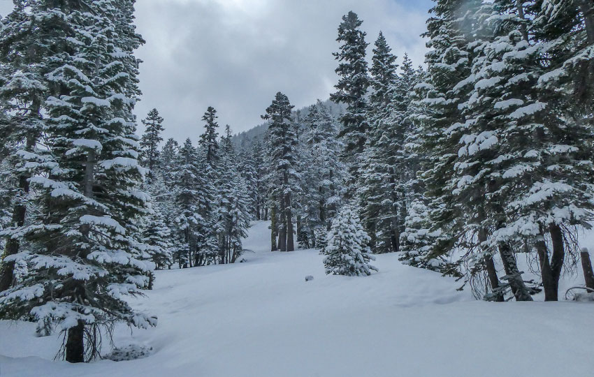 Snow-flocked forest and cloudy skies