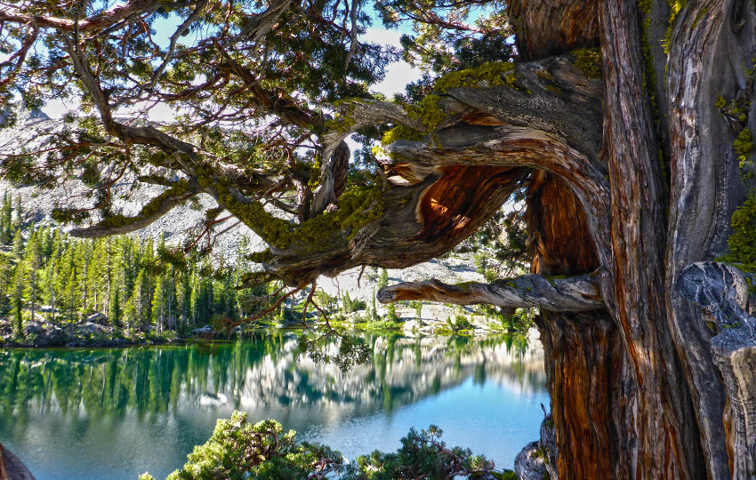 A gnarled Juniper tree next to Suzie Lake