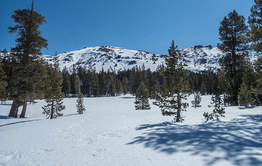 Mountains and snow and pine trees