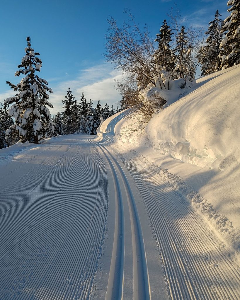 Groomed cross-country ski tracks and pine trees