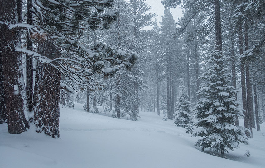 Snowy landscape with pine trees and hills