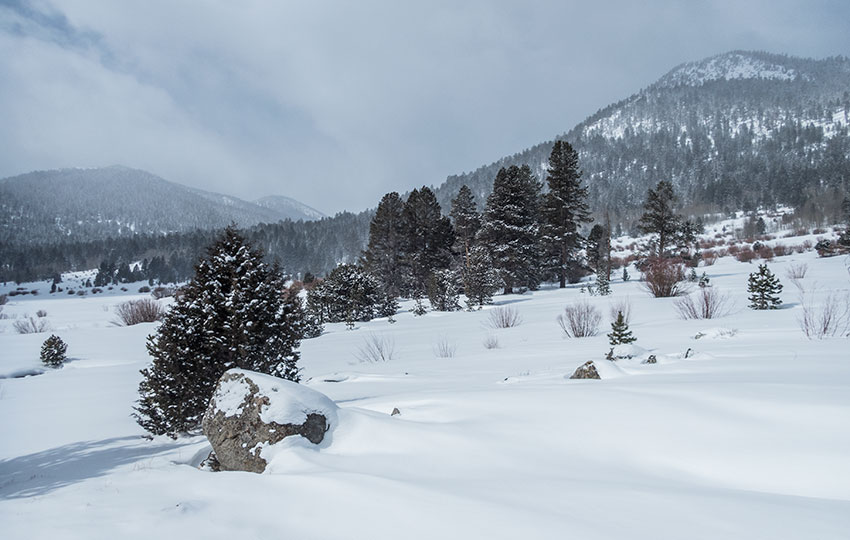 Snowy landscape with pine trees and mountains
