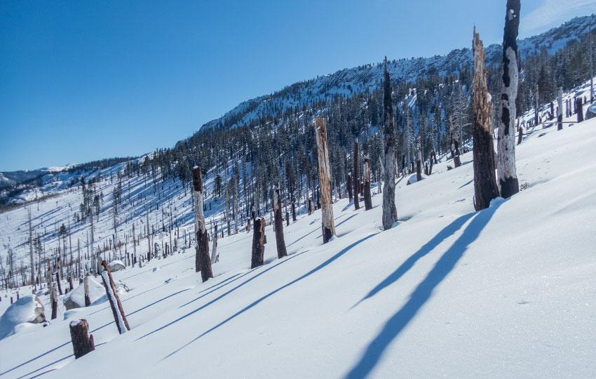 Snowy landscape with burned pine trees