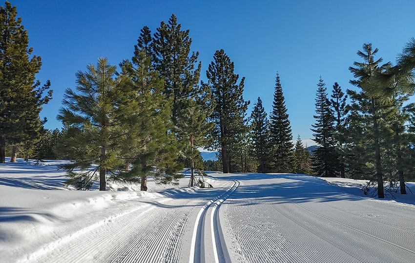 Groomed cross-country ski tracks and pine trees