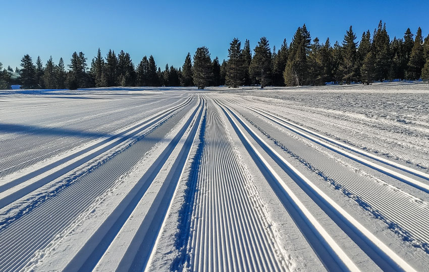 Groomed cross-country ski tracks and pine trees
