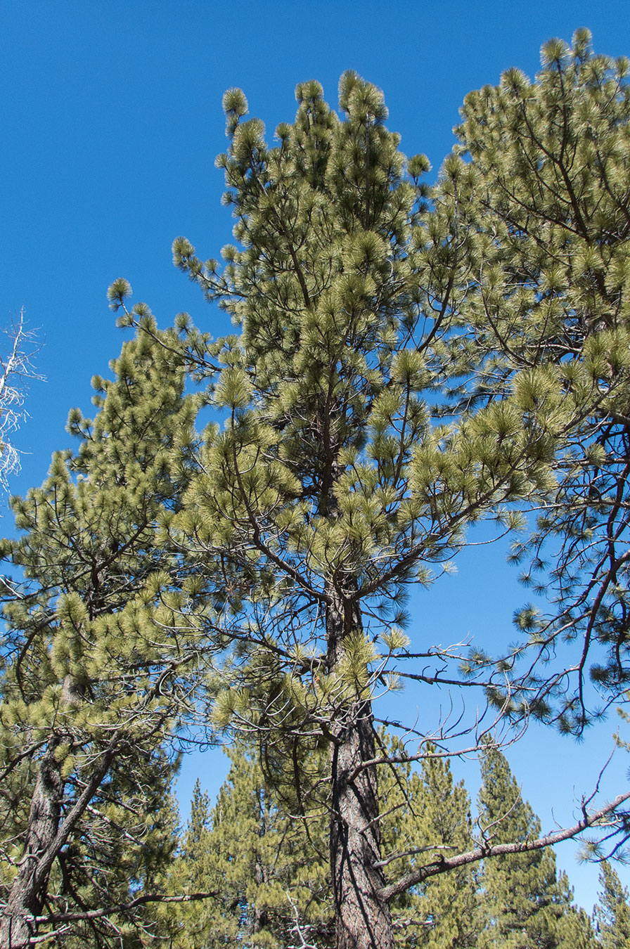 Among the pines in Pine Valley, CA