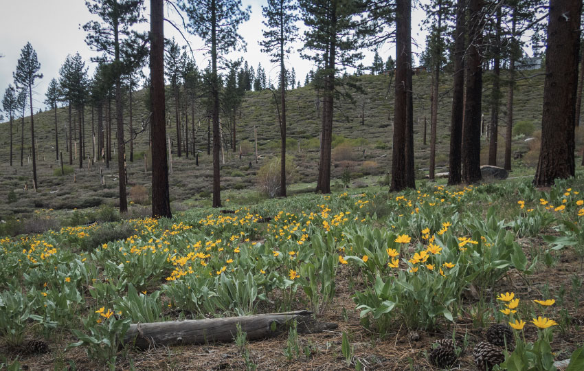 Woolly Mule's Ears (Wyethia mollis) and Arrowleaf Balsamroot (Balsamorhiza sagittata)