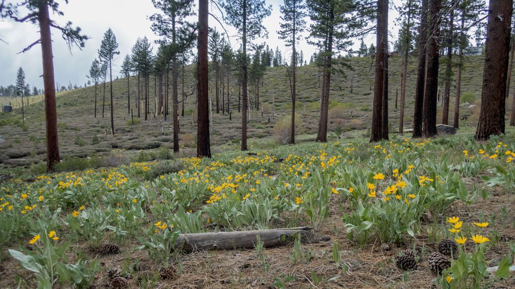 Woolly Mule's Ears (Wyethia mollis) and Arrowleaf Balsamroot (Balsamorhiza sagittata)