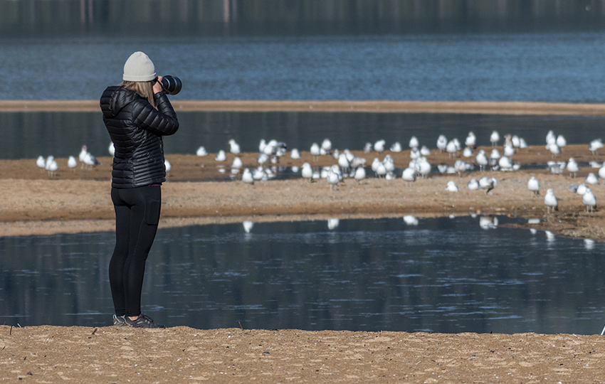 Birding taking photographs of gulls on a lake shore