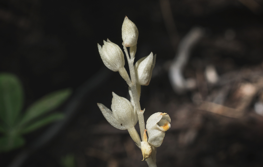 Phantom Orchid (Cephalanthera austiniae)