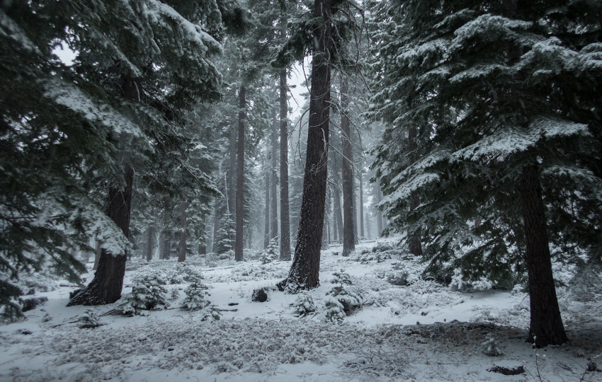 Haunted looking forest during the first snowfall of the season