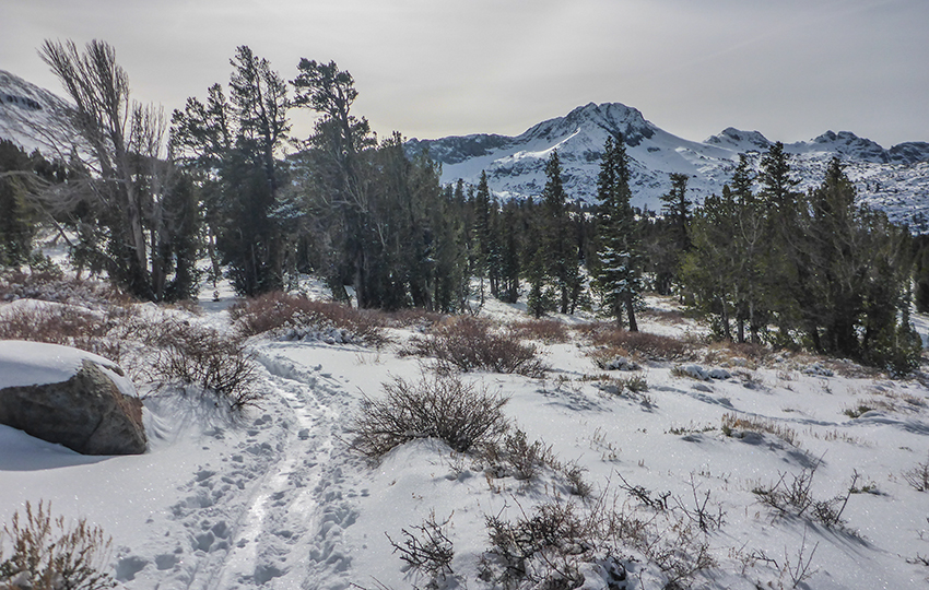 Snowy mountains, exposed trees and shrubs, and a cross-country ski trail