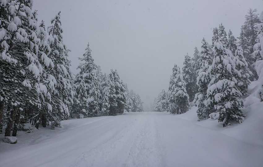 Overcast skies, snow-flocked pine trees, and snowmobile tracks