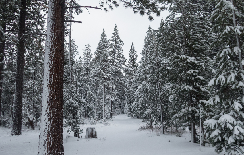 Snow-flocked trees lining a snowy trail