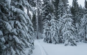 Snow-flocked pine trees and cross-country ski trail