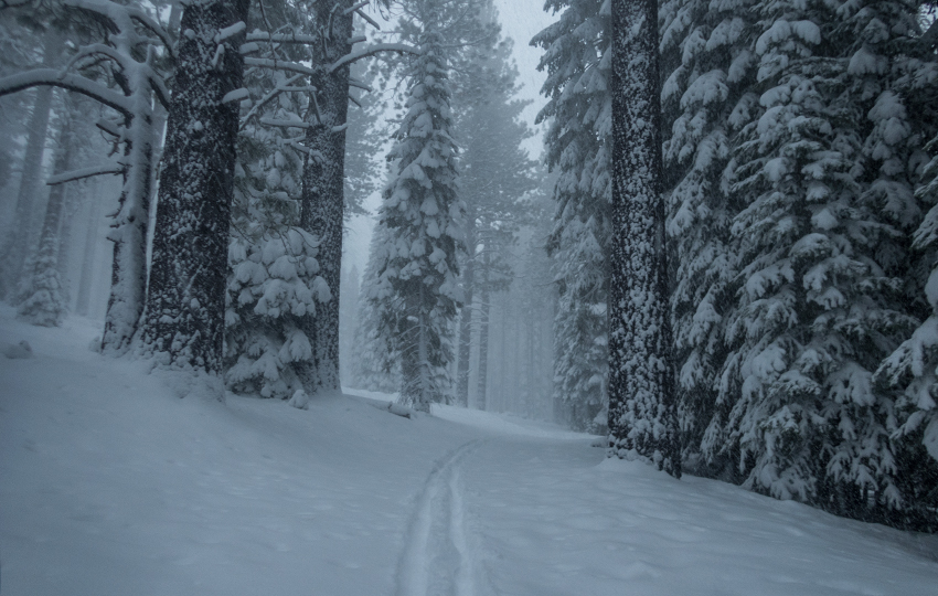 Snow-flocked trees flanking a snowy trail