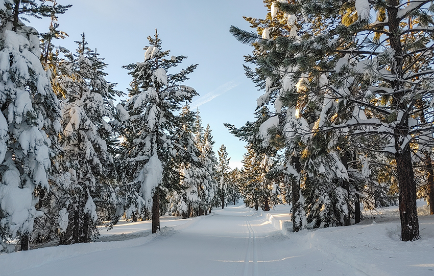 Snow-flocked trees flanking a cross-country ski trail.