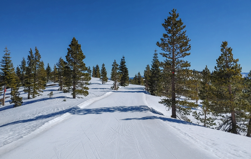 Cross-country ski trail and pine trees