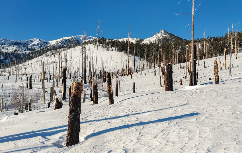 Burnt trees from a wildfire in a snowy landscape