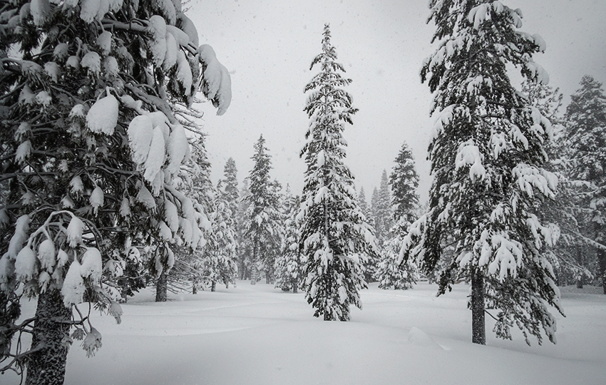 Snow-flocked trees in the middle of winter