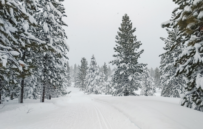 Cross-country ski trail through snowy forest