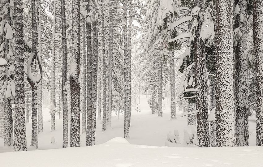 Snow-flocked trees and snowy landscape